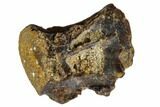 Fossil Fish Vertebra - Montana #106844-1